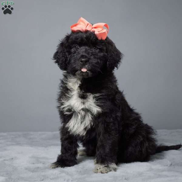 Wave, Portuguese Water Dog Puppy